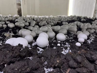 江都大橋 科技賦能蘑菇產(chǎn)業(yè)，智能種植與生物基材料研發(fā)引領(lǐng)綠色未來